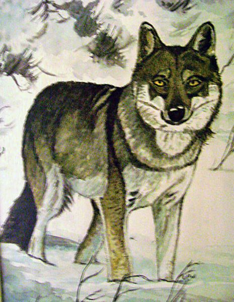  Wolf3