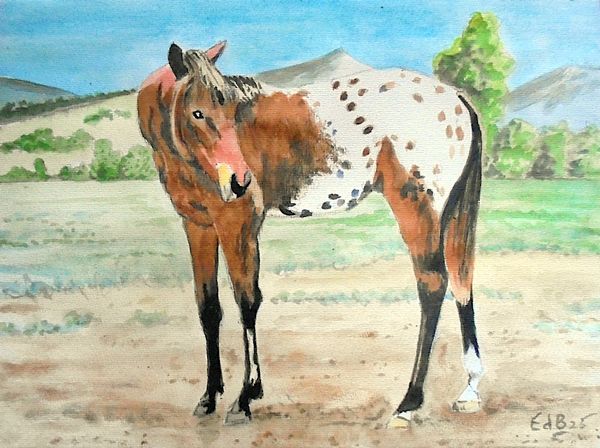 appaloosa25